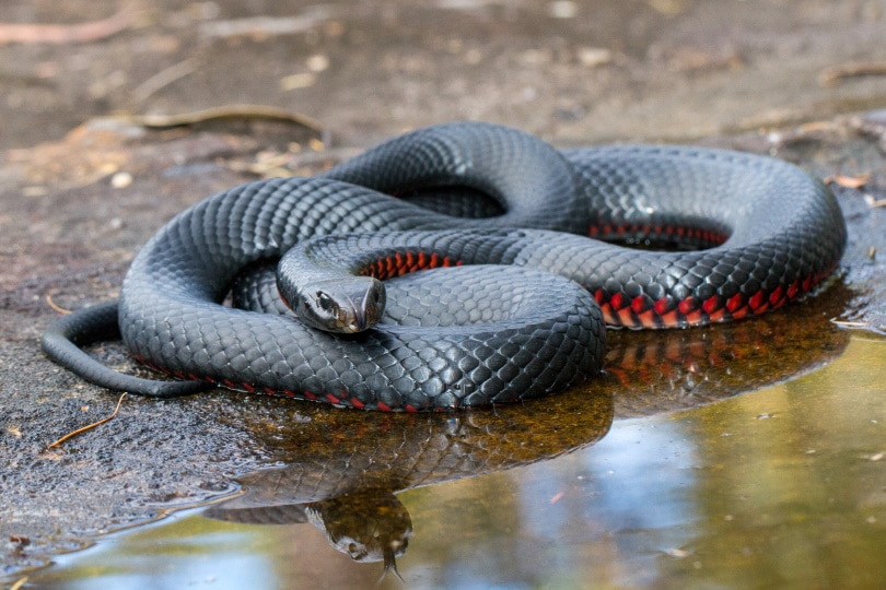 34 Snakes in Australia (With | Pet