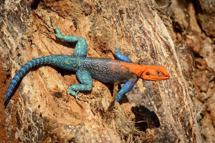 red-headed-agama