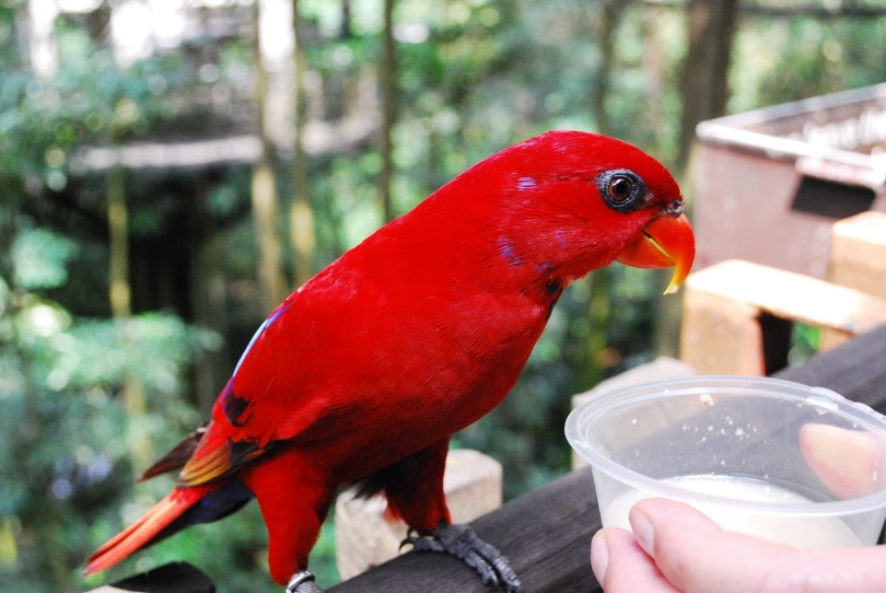red parrot drinking milk
