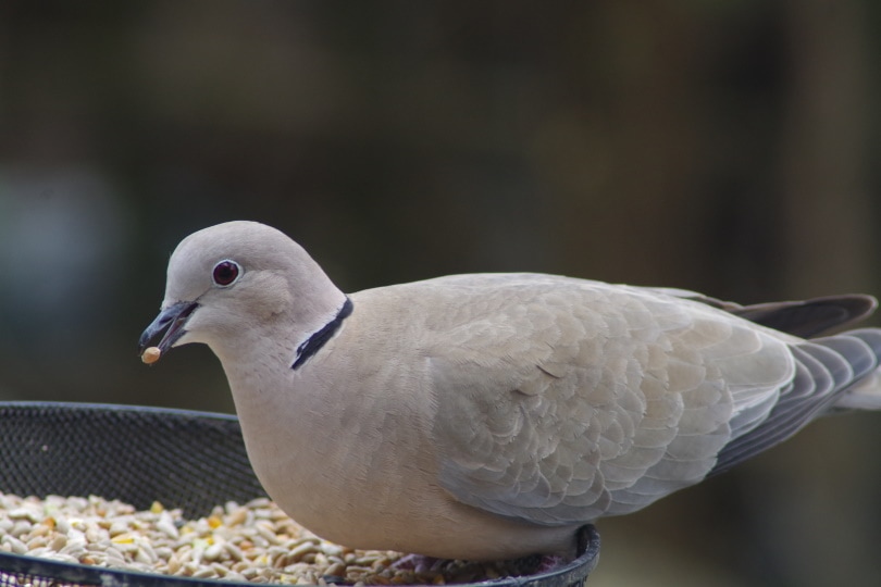 Collard Dove - Bird Factfile | Vine House Farm