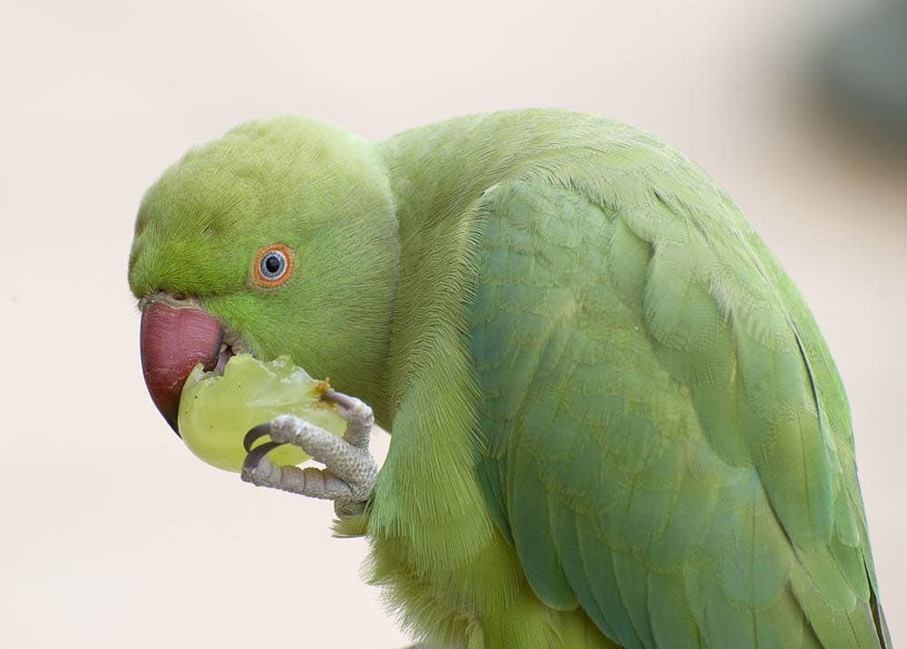 Ring necked parrot eating a grape