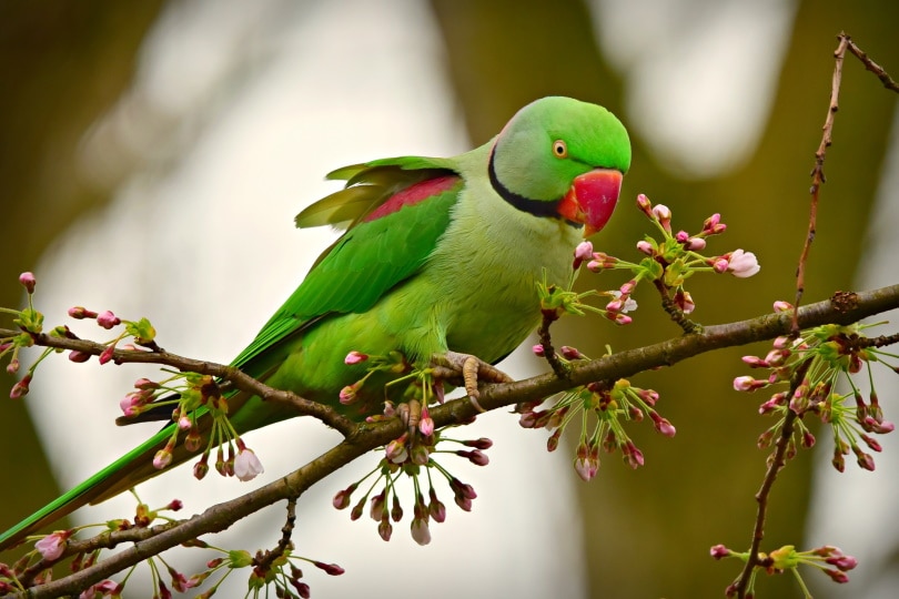 Ringneck Parakeet Facts, Pet Care, Temperament, Diet, Pictures