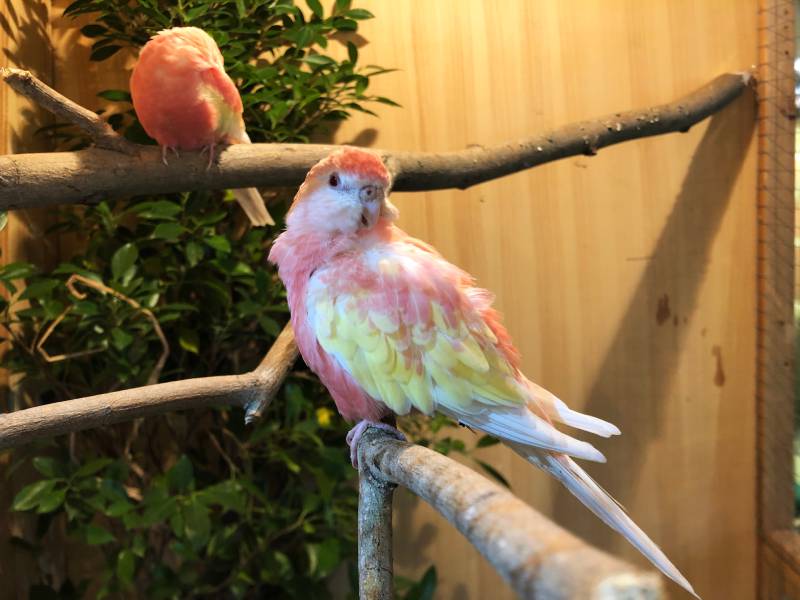 rosy Bourke parakeet