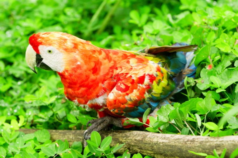 ruby macaw perching