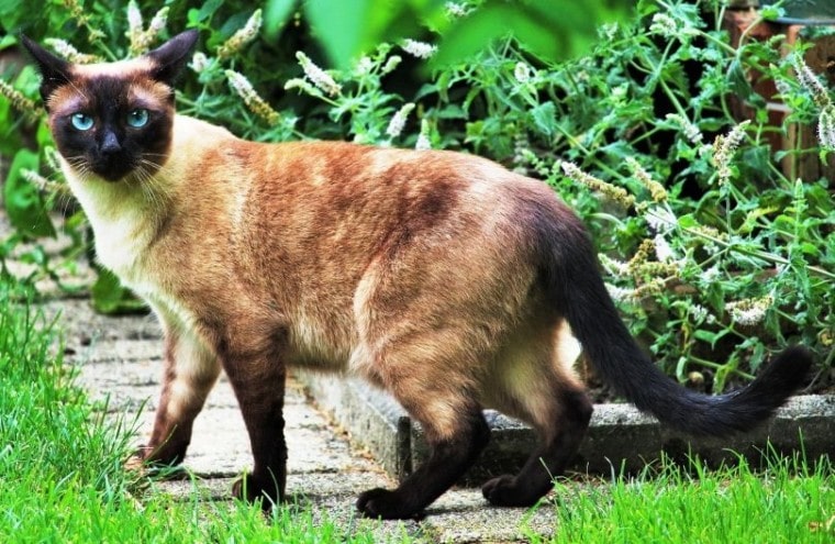 сиамская кошка в саду