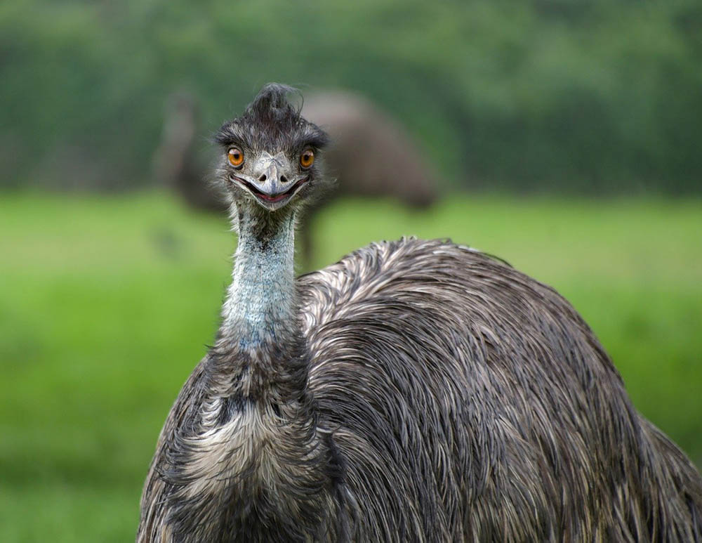 Do Emus Make Good Pets? What You Need to Know! | Pet Keen