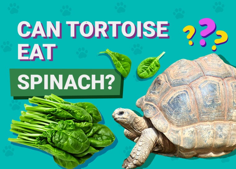 Can Tortoises Eat Spinach