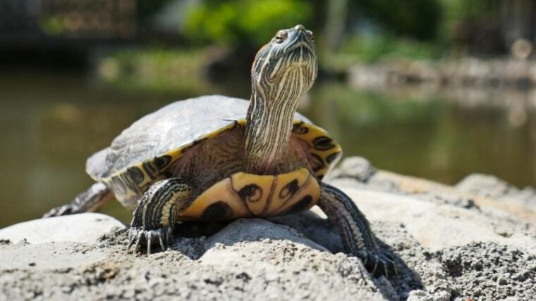 terrapin turtle having sun bath