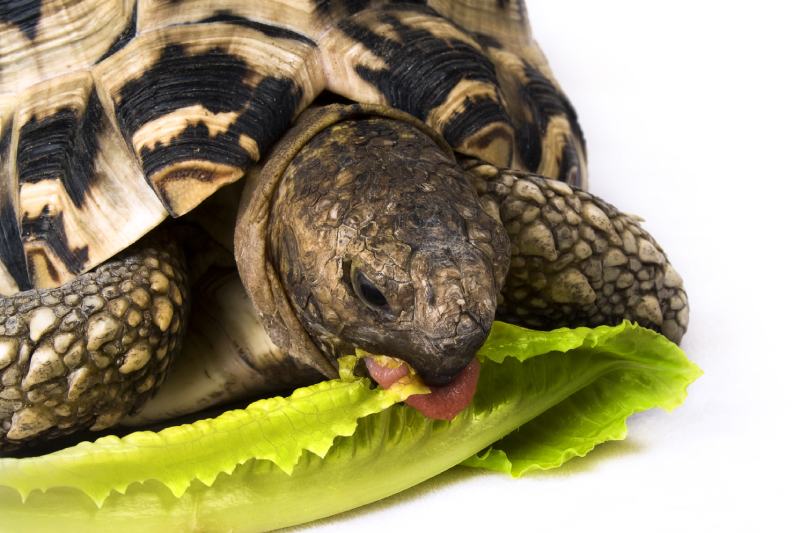 tortoise eating a cabbage