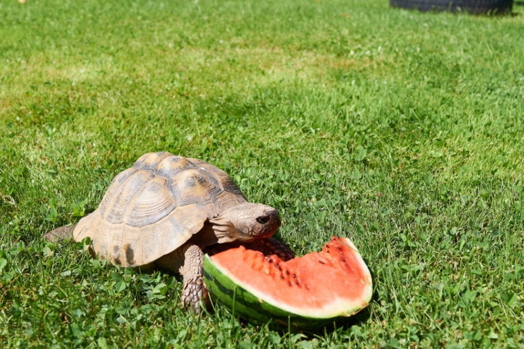 turtle eating watermelom