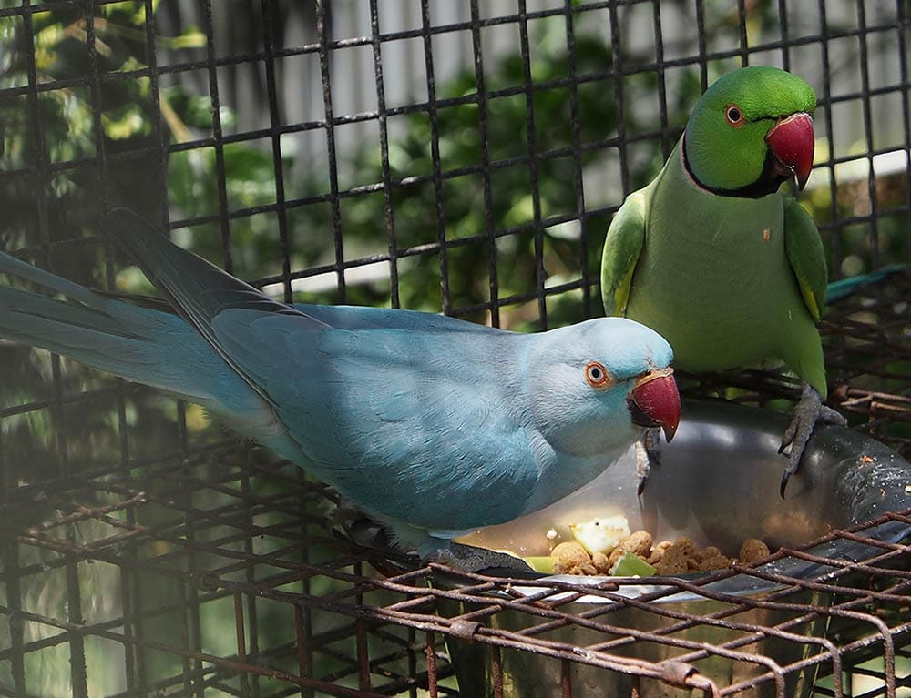 two Indian Ring-neck Parakeets