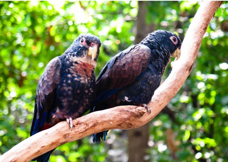 two bronze-winged parrots on a tree branch