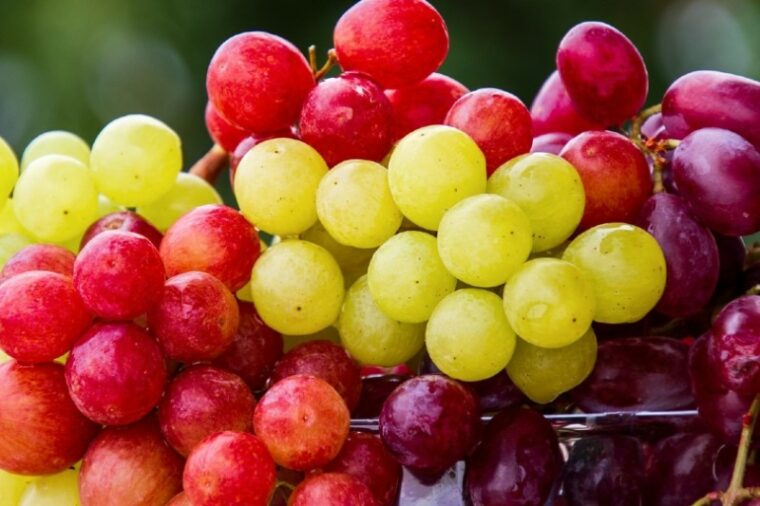 variety of grapes
