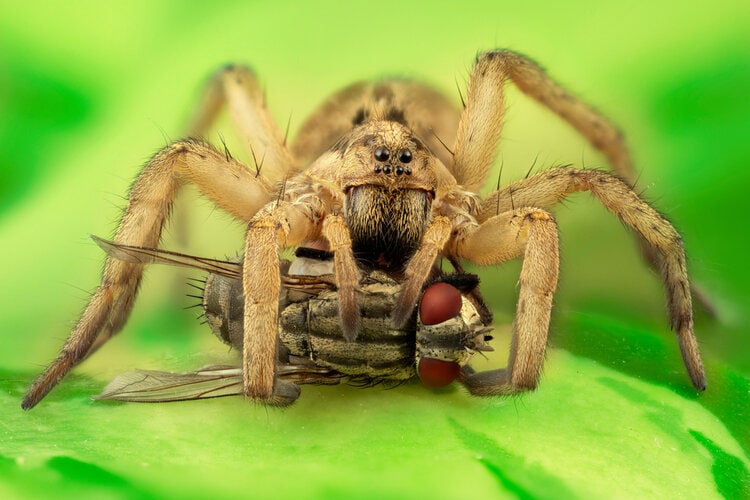 wolf-spider-eating-fly