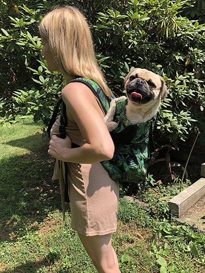 woman carrying a pug in a K9 Sports Sack Air 2 Tropical