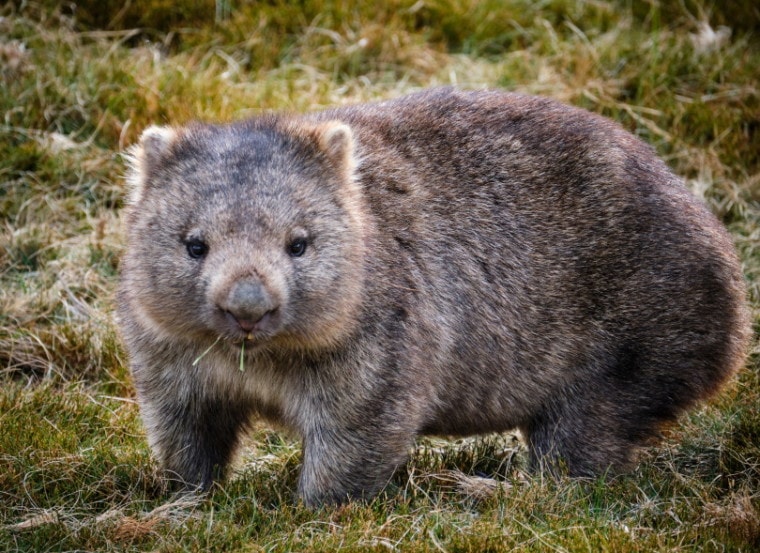 wombat on grass