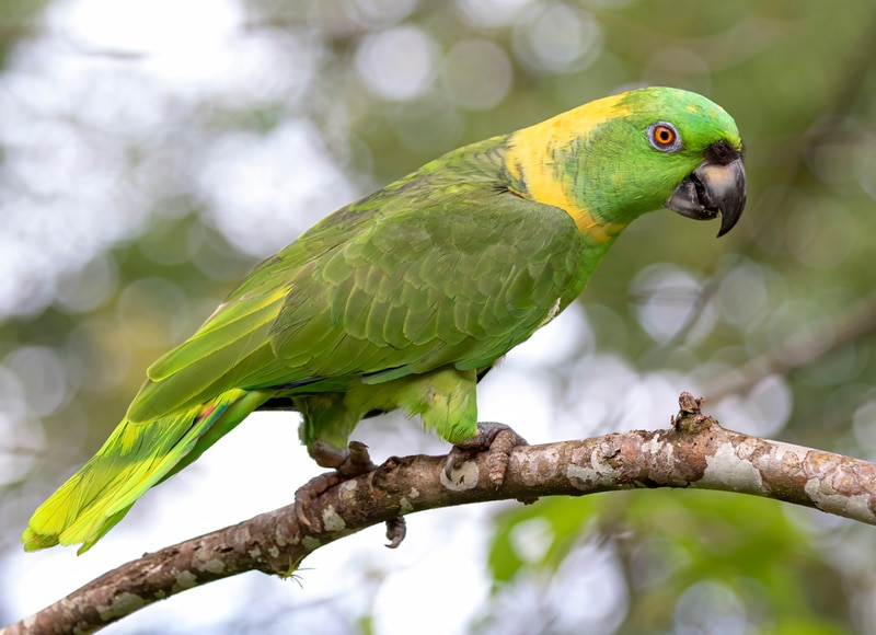 yellow naped amazon parrot perching