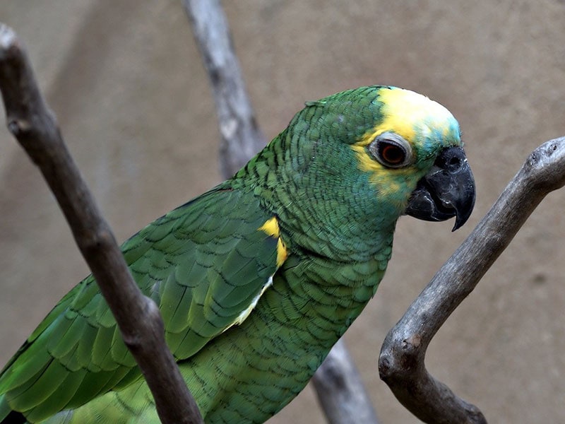 yellow shouldered amazon parrot perching on a branch