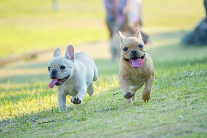 2 french bulldogs running on a yard