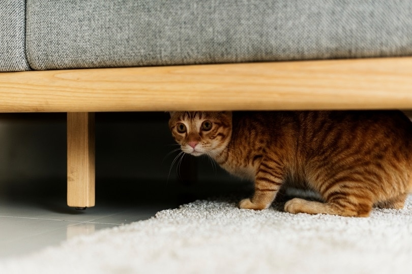 Un gato escondido debajo de un sofá.