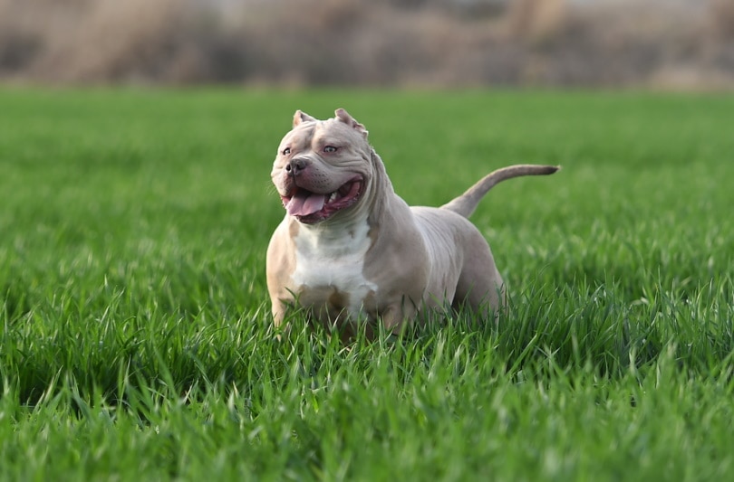 10 Types of American Bully Bloodlines (With Pictures)