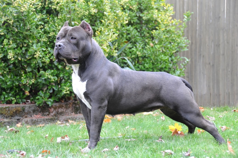 American Bully in the grass