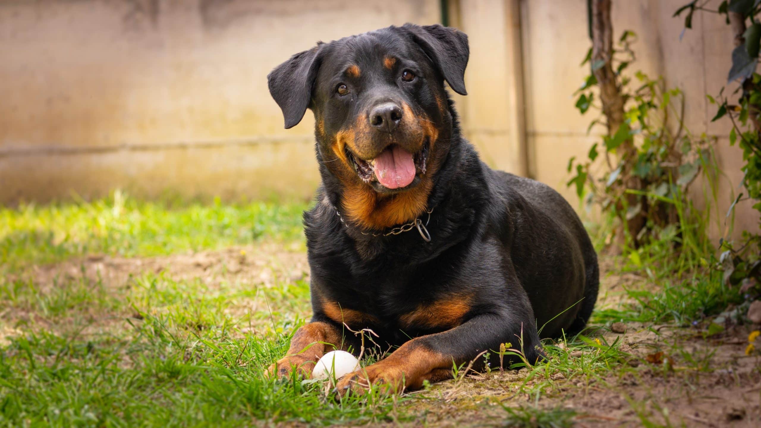 American Rottweiler dog play with the ball in the garden happy
