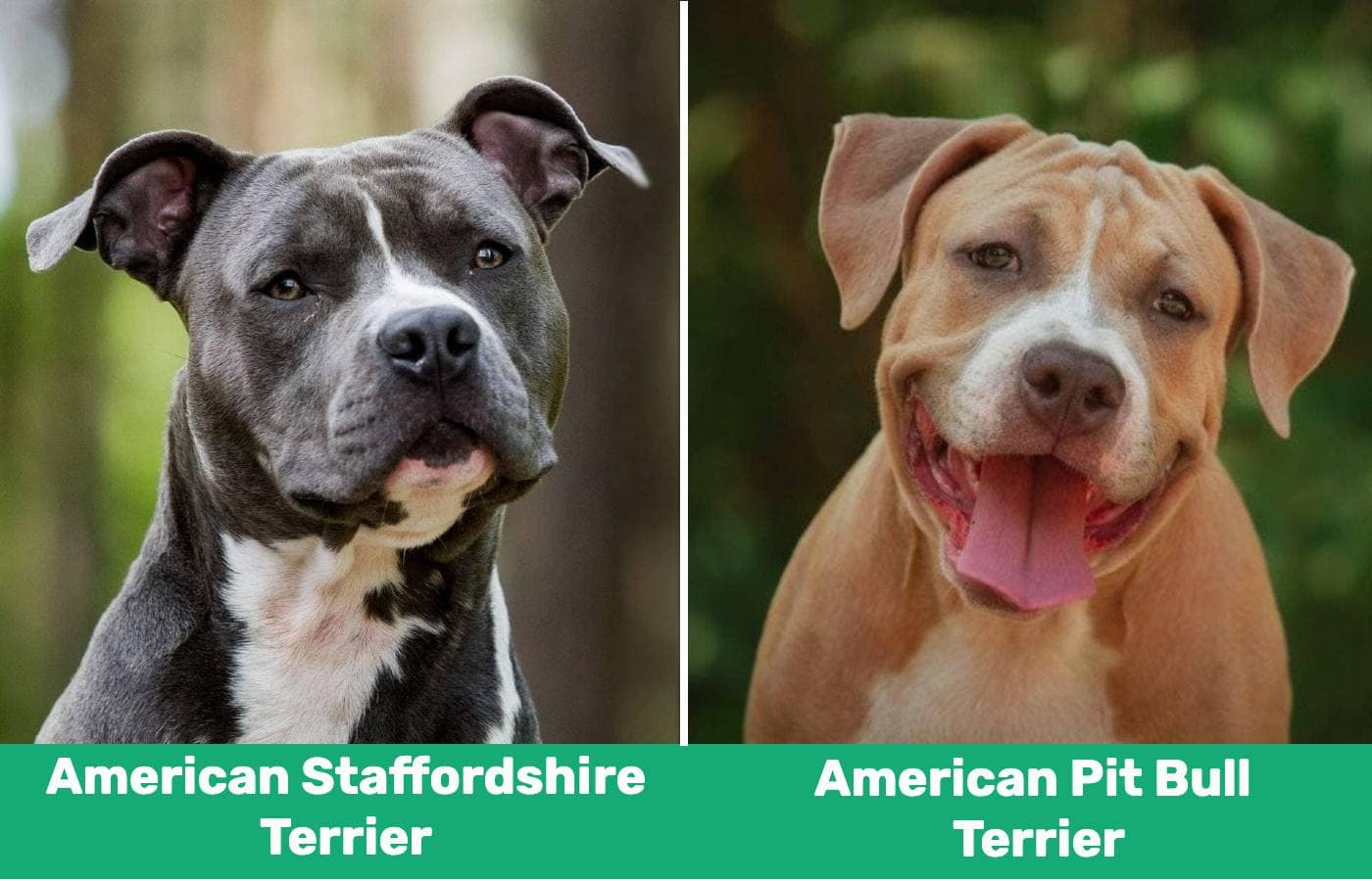 Inspicere Kritisk Dom American Staffordshire Terrier vs. Pit Bull: What's the Difference? | Pet  Keen