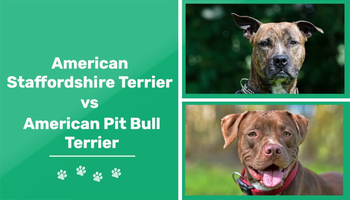 can a american pit bull terrier and a labrador retriever be friends