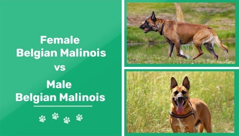 Female vs Male Belgian Malinois