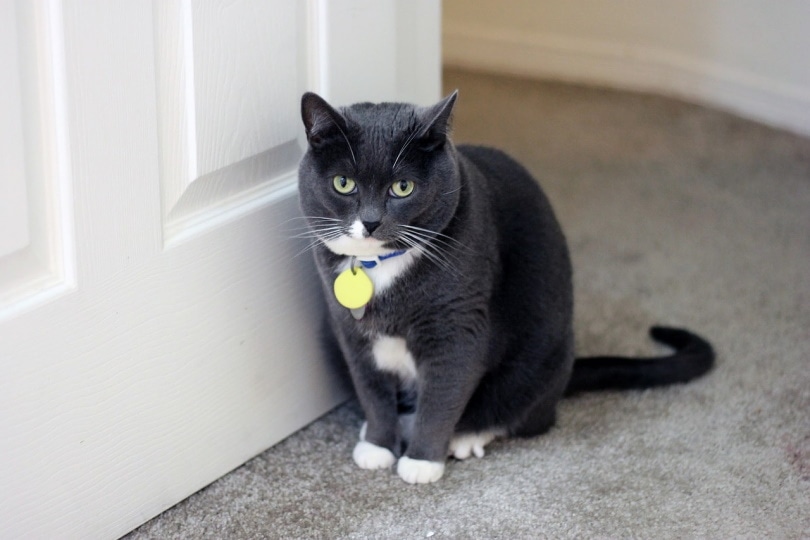 Black cat by the door