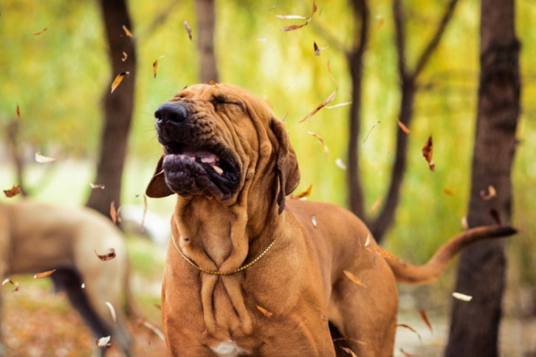 Brazilian mastiff with a big sneeze