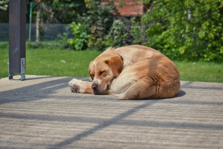 Brown dog sleeping outside