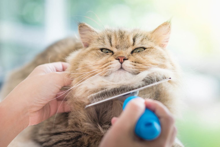 Cepillar el pelaje del gato