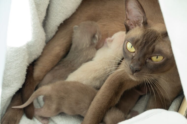 Burmese cat feeding a litter of new born kittens in their nest