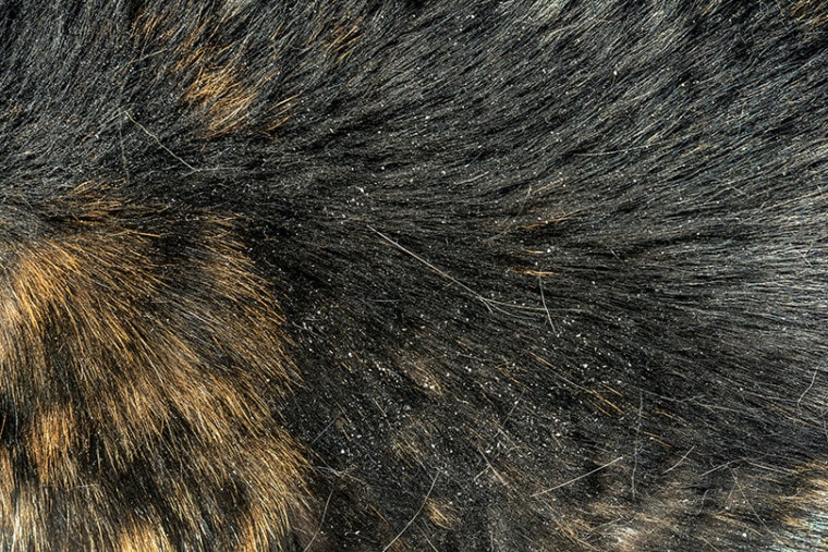 Cat Hair with Dander