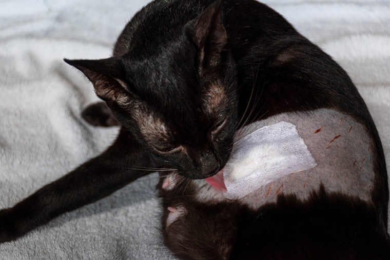 infected wound on cat