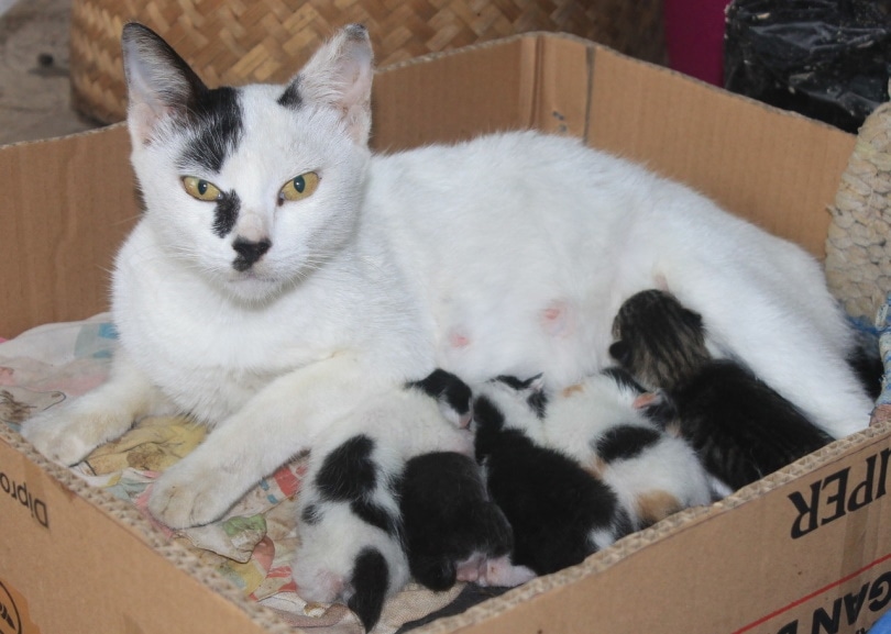 Cat and her kittens in a