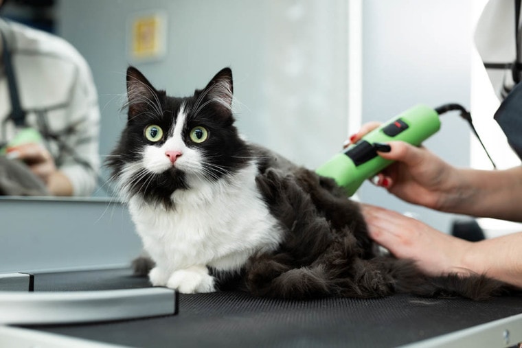 Cat in grooming salon