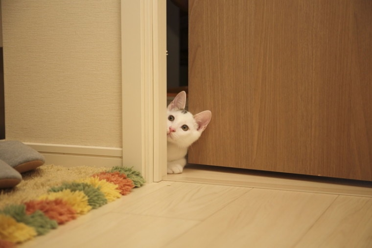 Cat peeking through door