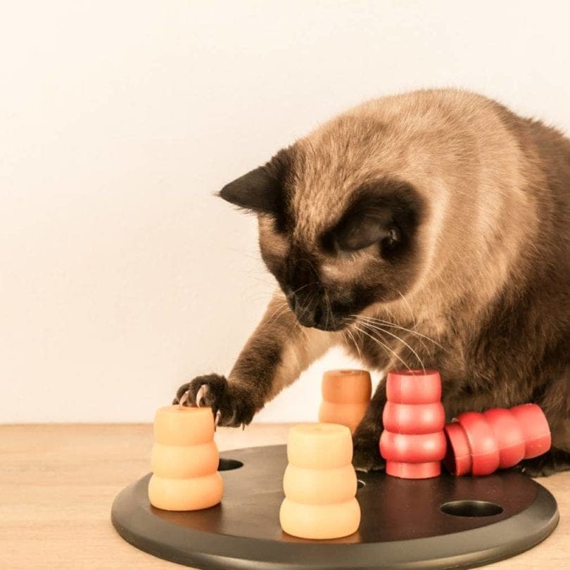 Cat playing puzzlepaw