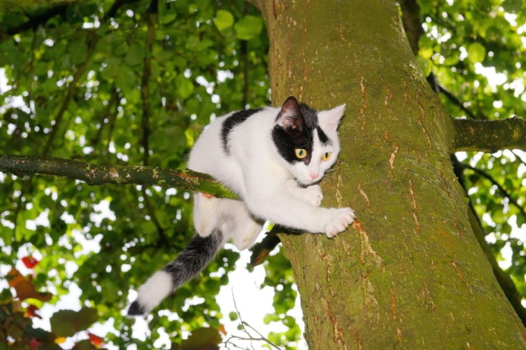 Cat stuck in a tree branch
