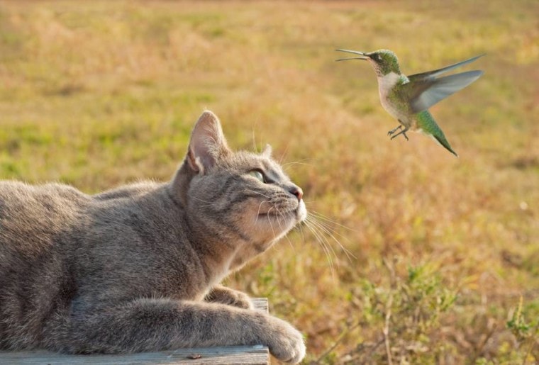 Cat watching a hummingbird flying