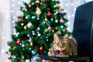 Cat with a christmas tree in the background