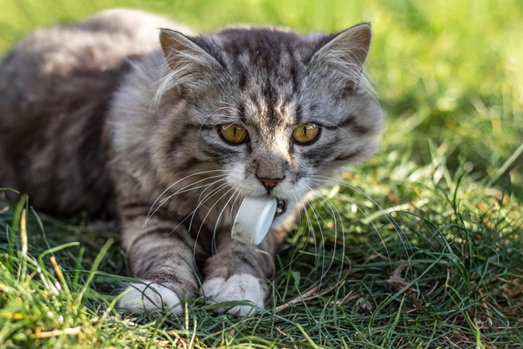 Cats Eat Litter