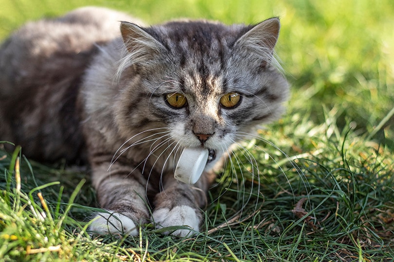 Why Is My Cat Eating Litter? What To Do and When to Worry | Pet Keen