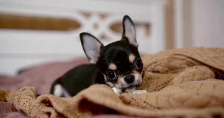Chihuahua Nibble on Blankets