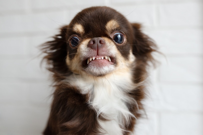 Chihuahua with a snarling face