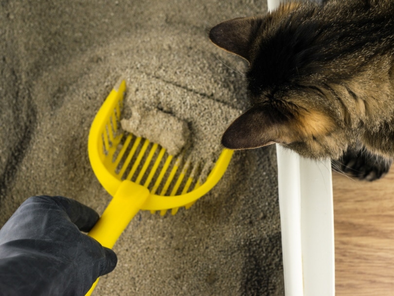 Cleaning litter with cat looking on