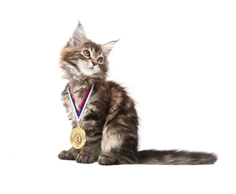 Cute Kitten wearing a Medal